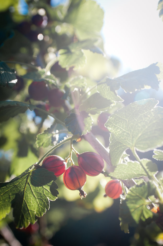 BeerensommerBeerensommer